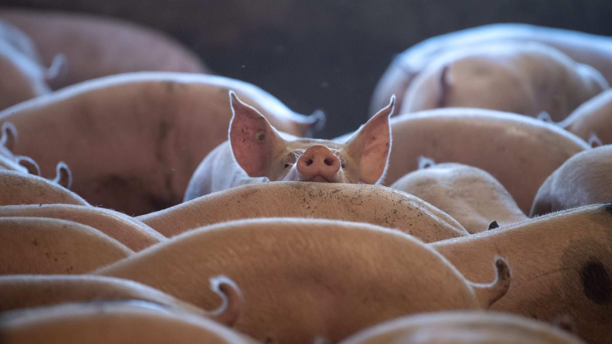 Focar de pestă porcină africană confirmat la Racovița, județul Timiș