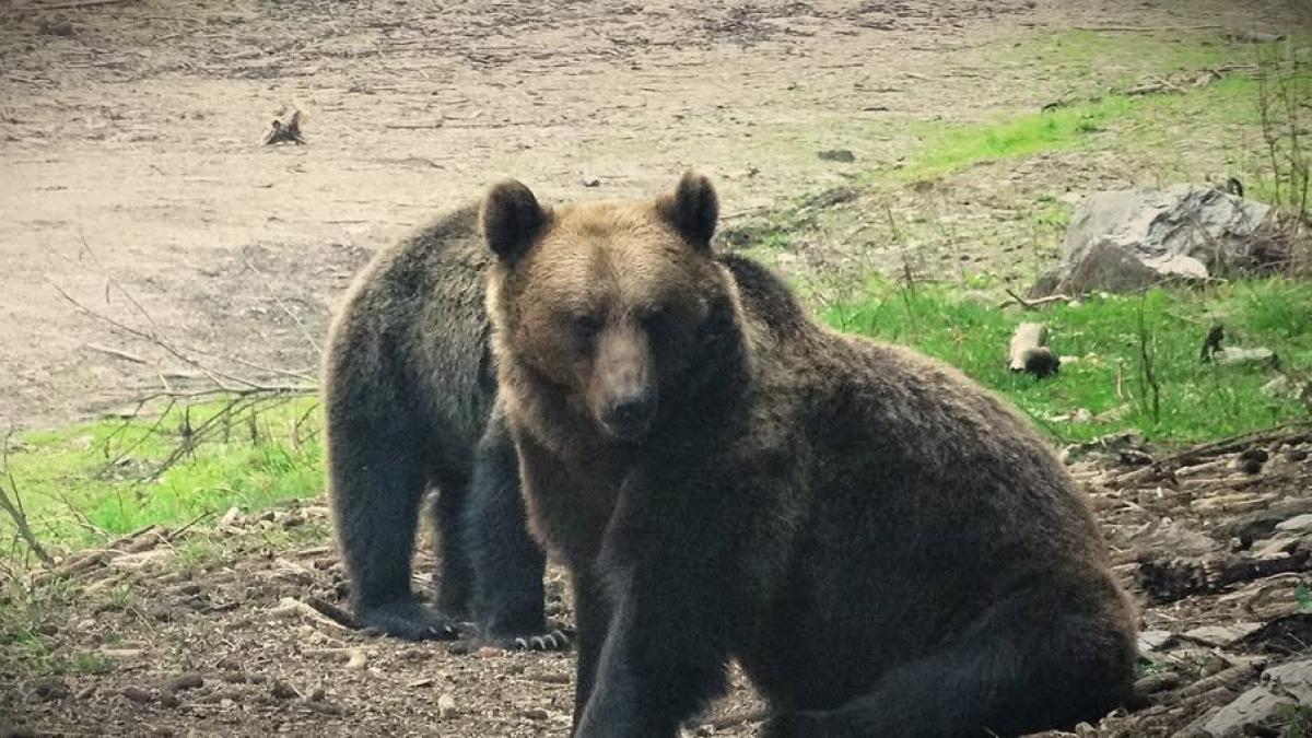 Ro-ALERT: Urs la Lacul Roșu