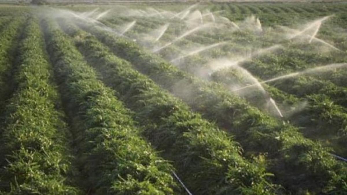 Cum se poate scoate agricultura din foame