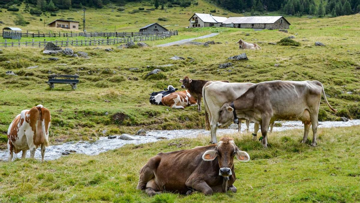 Fermele ecologice mici, scutite de impozit și sprijinite cu subvenții de la stat