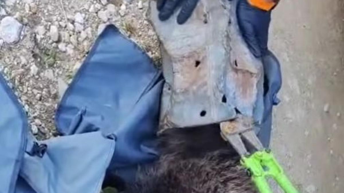 pui urs prins capul galeata metalica poiana brasov