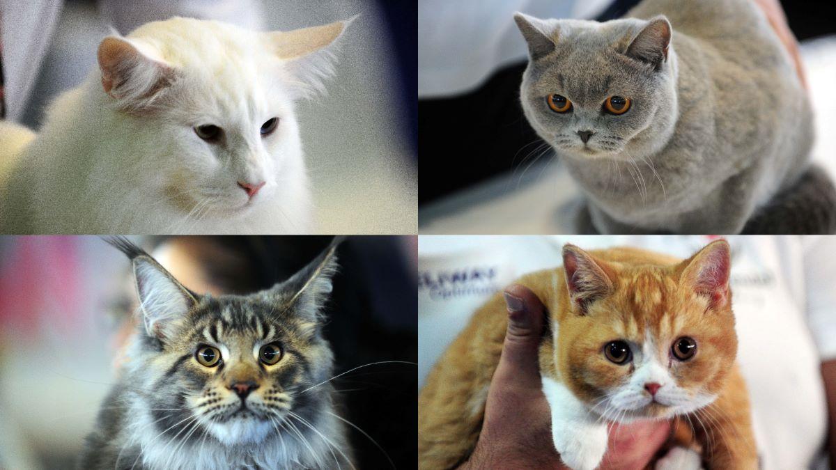 Ce rasă de pisică ți se potrivește în funcție de data nașterii. Descoperă-ți sufletul-pereche felin!