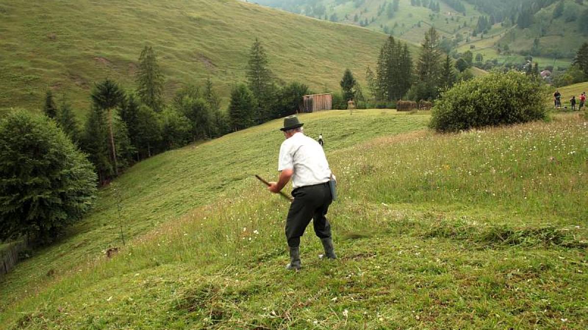 Programul „Viața la țară”: străinii, invitați la coasă, prașilă și muls oi