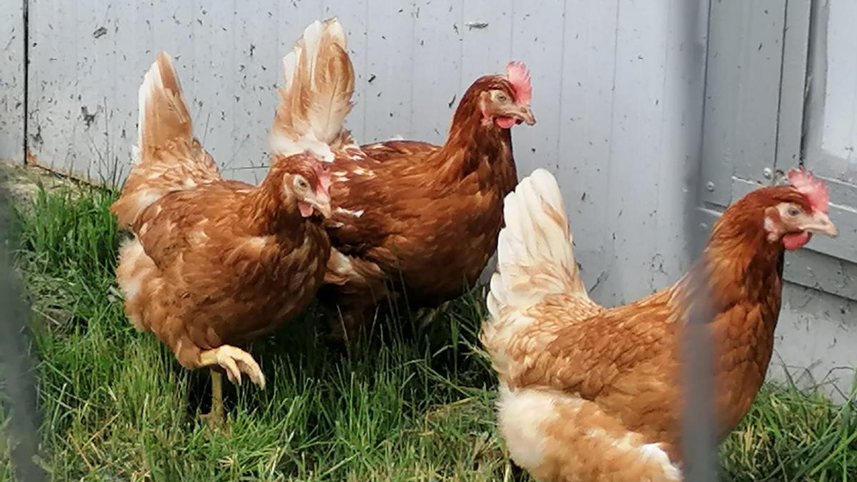 Alertă medicală! Primul caz de deces al unei persoane infectate cu gripa aviară în SUA