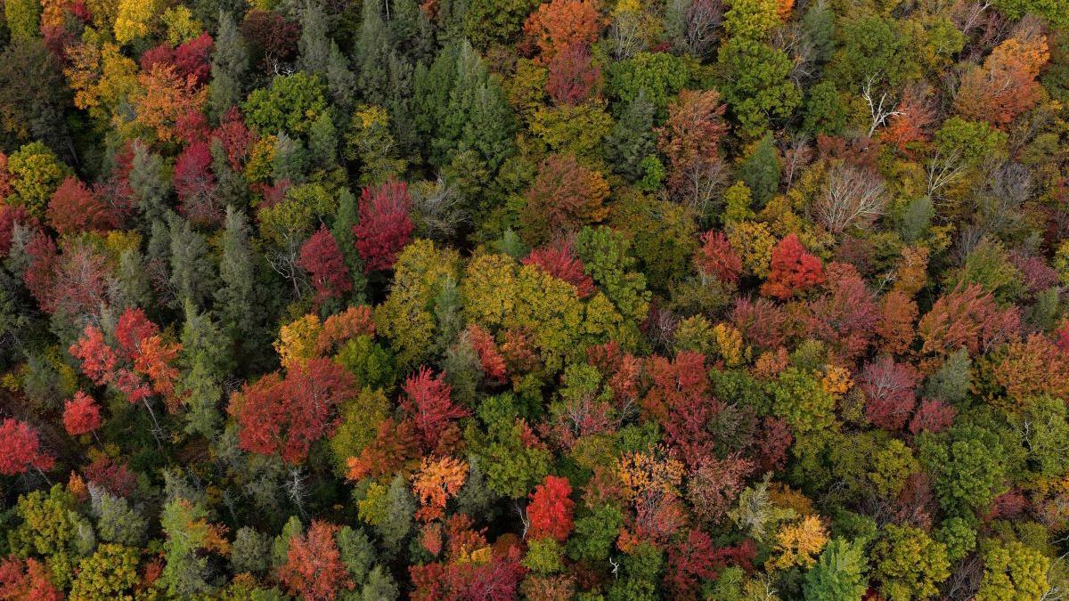 Jumătate de milion de hectare noi, dar pădurile putrezesc! Adevărul dur din spatele cifrelor