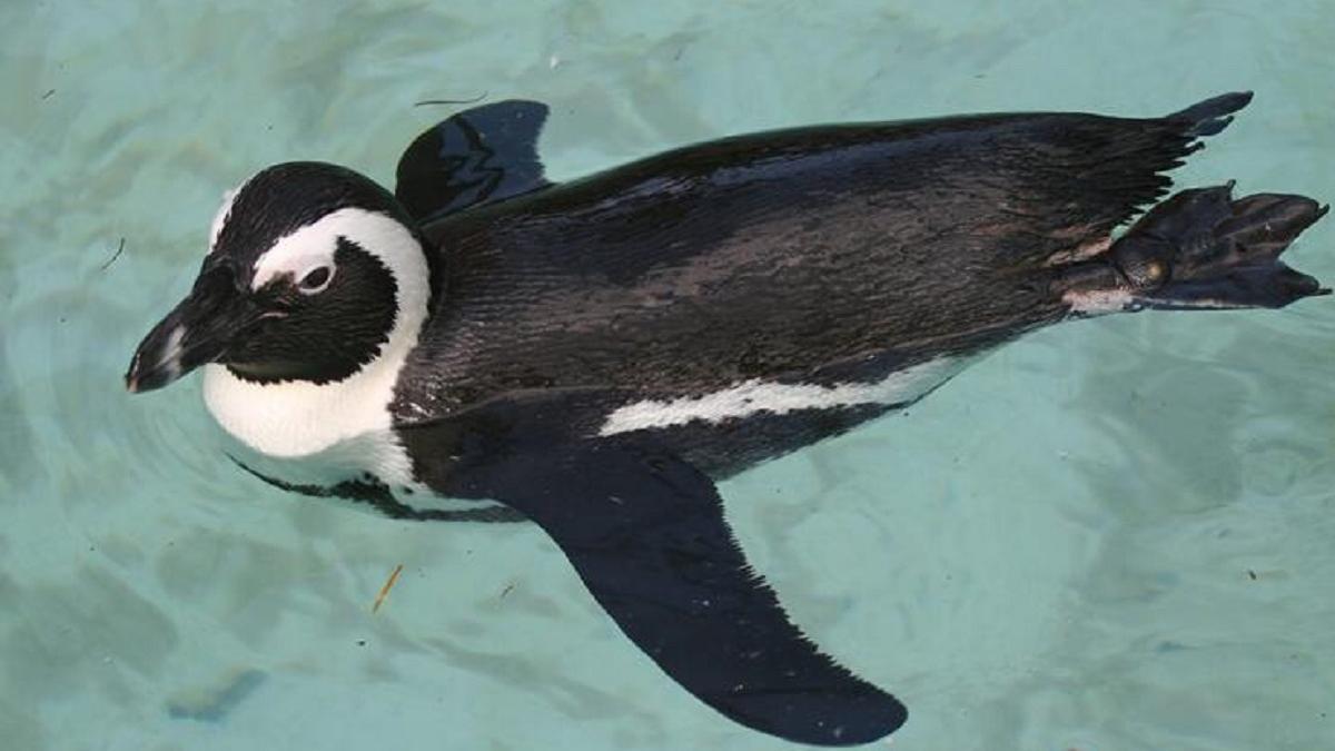 Pinguinii africani sunt decimați de foamete și în pericol de dispariție