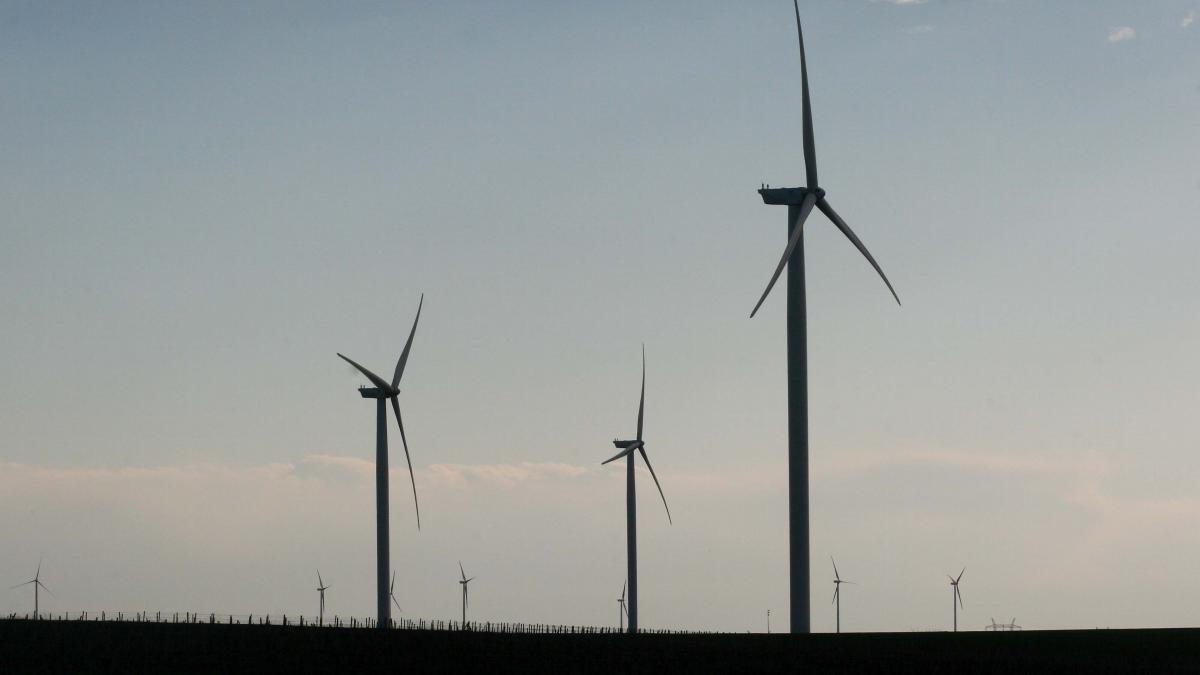 Vultur omorât de turbina unei eoliene