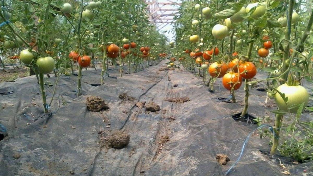Răzvrătire în agricultură: Fermierii cer președintelui să respingă taxa pe solare