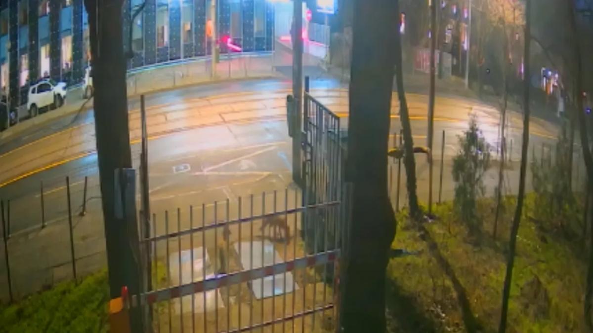 Trei vulpi surprinse în centrul Bucureștiului: cum se adaptează natura mediului urban?