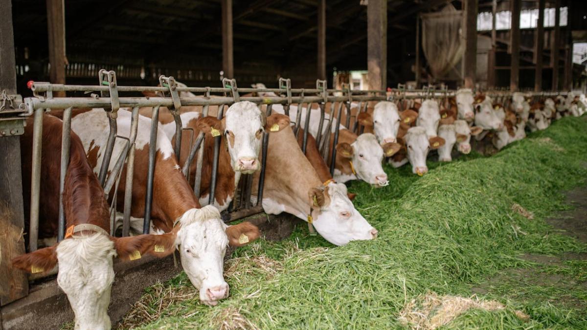 Europa își schimbă meniul: carnea de vită și vinul pierd teren, puiul și uleiul de măsline câștigă