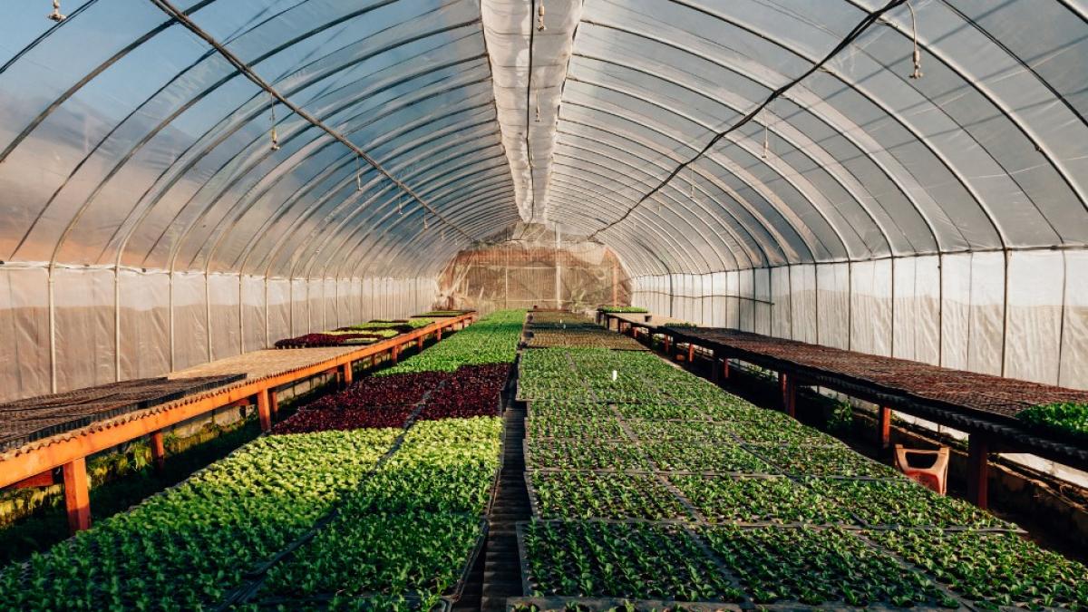 AFIR pune la dispoziția legumicultorilor 150 milioane de euro pentru investiții