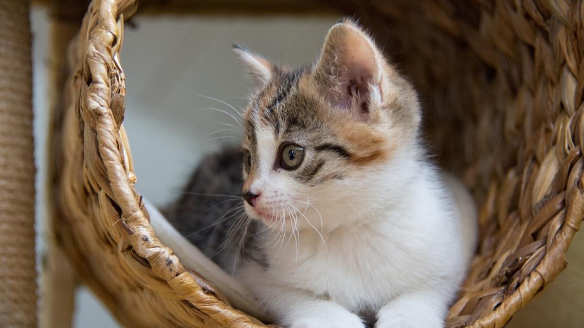 5 moduri în care îți poți face pisica mai fericită 
