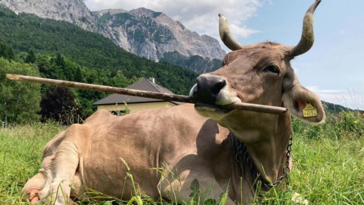 Veronika, vaca „genială” care se scarpină singură cu mătura
