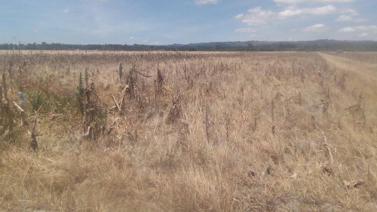 Drama în trei acte produsă de acordul UE-Mercosur: Moartea agriculturii europene. Câmpuri goale, rafturi pline cu alimente-mutant americane
