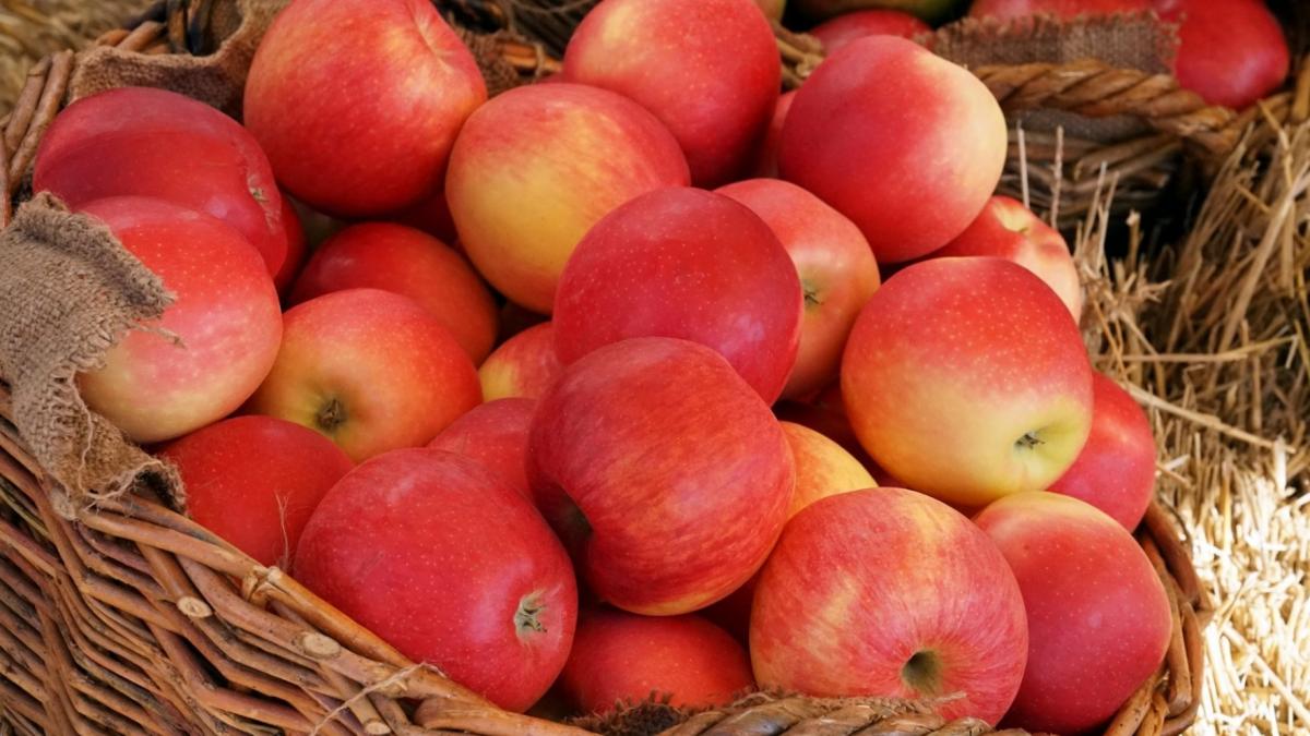 Proiect strategic pentru agricultură: undă verde pentru depozitele regionale de legume și fructe