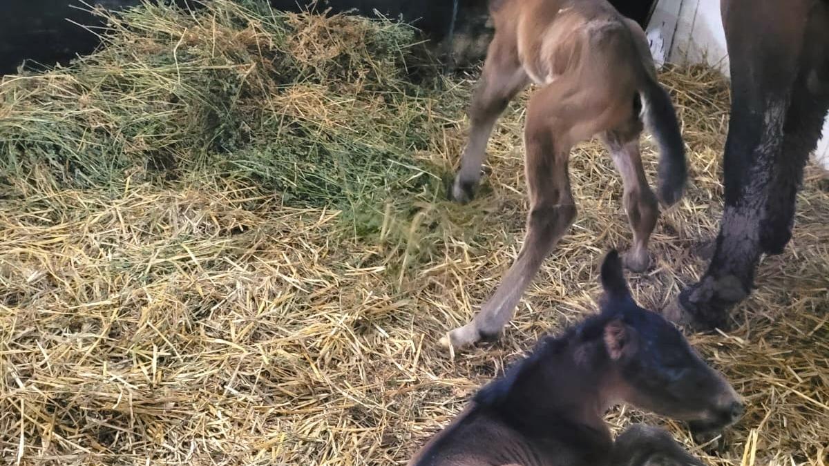Miracol într-o herghelie din România: S-au născut două mânze gemene