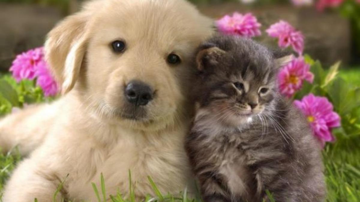 10 mituri despre animalele de companie care NU sunt adevărate