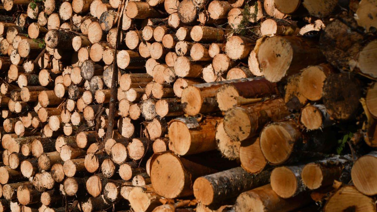 Tăieri ilegale de arbori într-o arie protejată din Brașov. Amenzi de 30.000 de lei și dosar penal