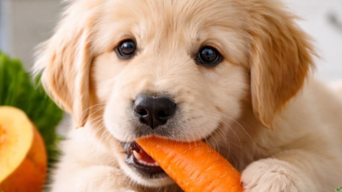 De ce sunt importante legumele în dieta câinilor