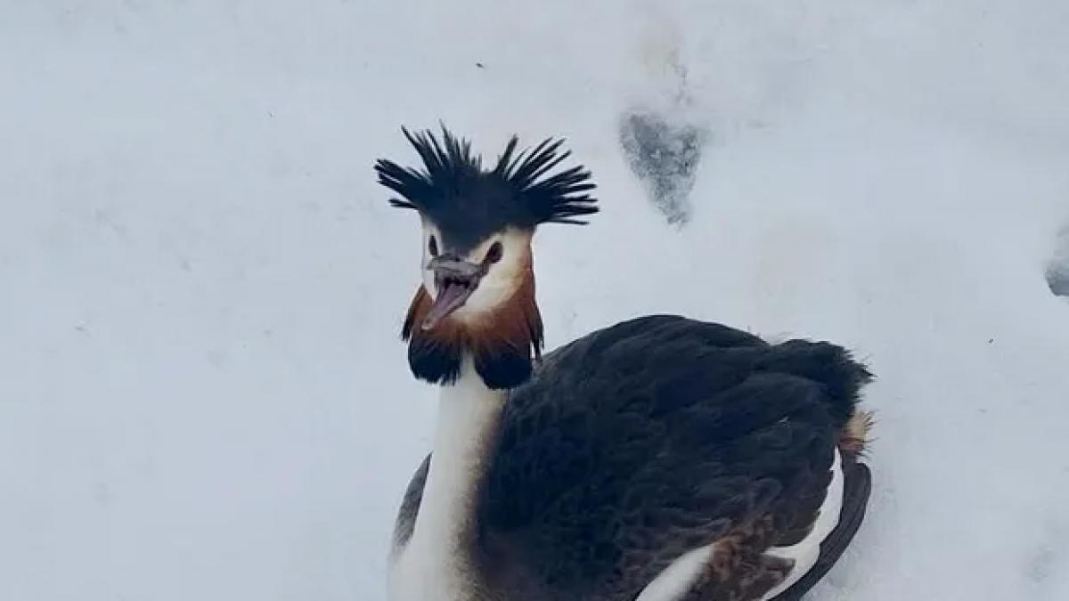 Pasăre dintr-o specie protejată, salvată de un polițist local pe Șoseaua Olteniței din Capitală