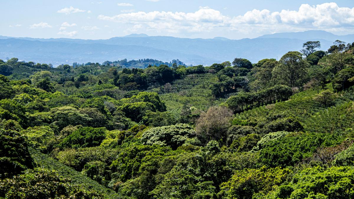 Costa Rica. Țara care își face cafeaua singură