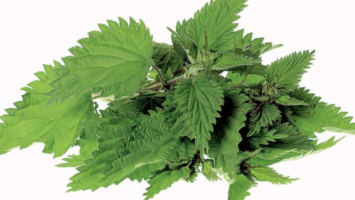 Primăvara în farfurie: Cum să prepari pesto de urzici cu nuci
