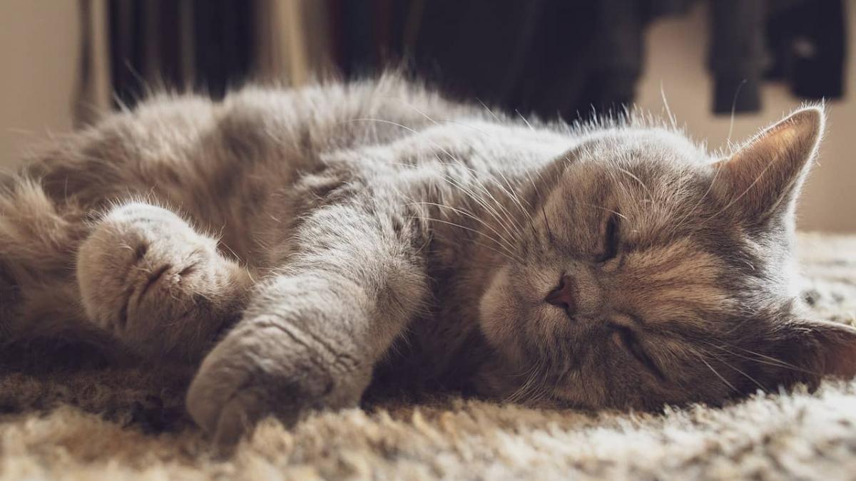 O țară introduce amenzi uriașe dacă lași pisica singură în casă