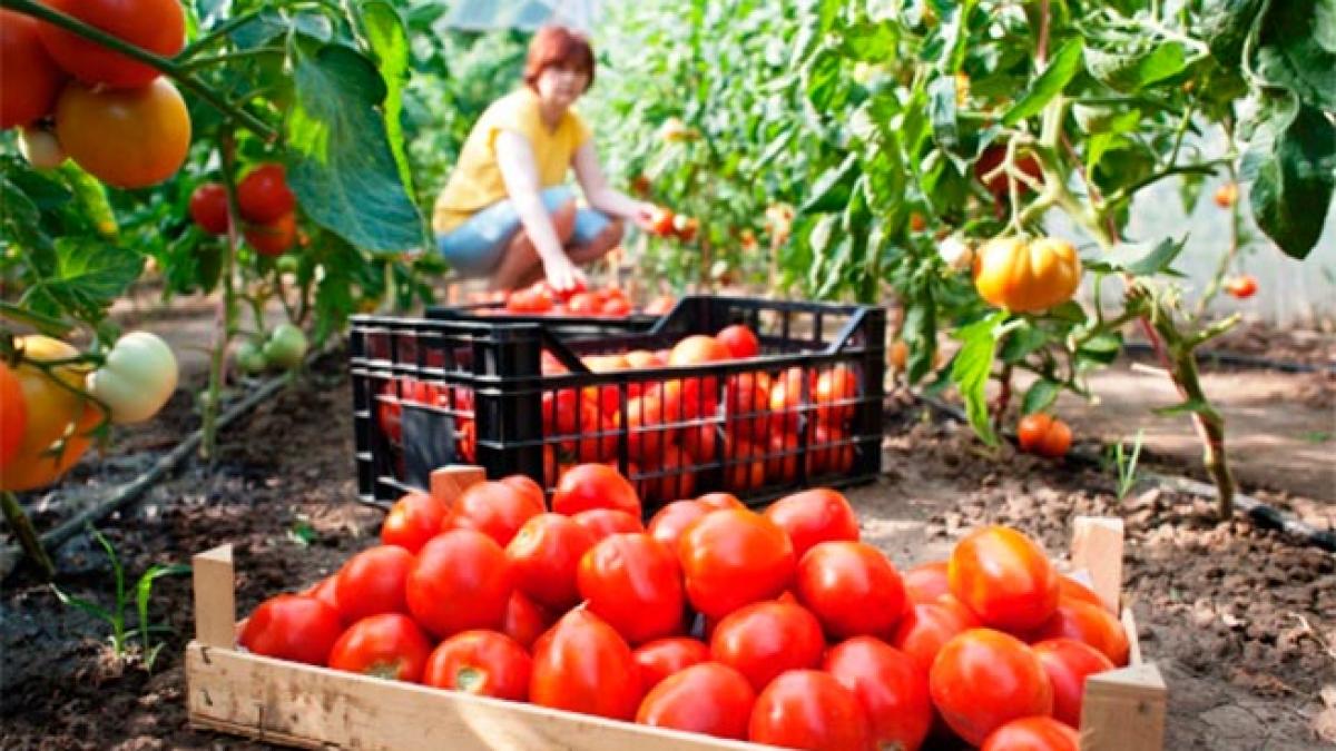 Noua platformă UE: Sprijin oficial pentru femeile care lucrează în agricultură