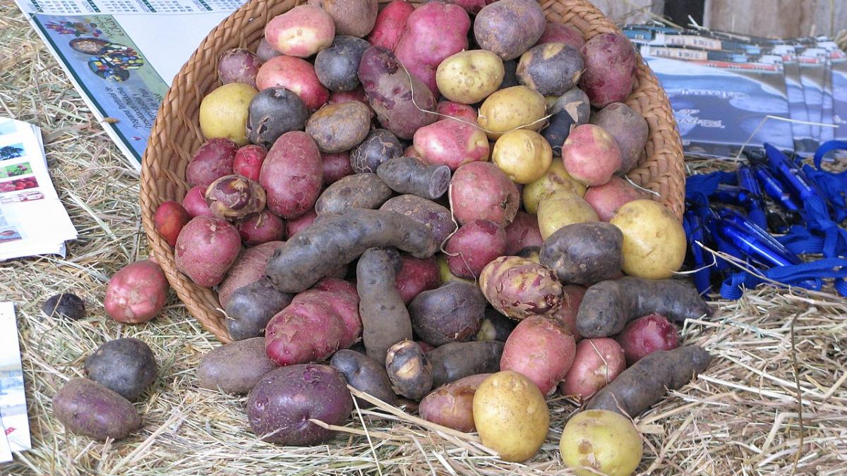 De unde avem în română cuvântul barabulă