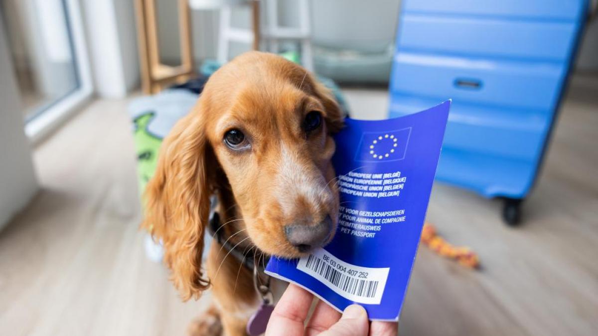 Ultima lovitură a Brexit-ului:  animalele de companie britanice  au rămas fără pașapoarte UE 