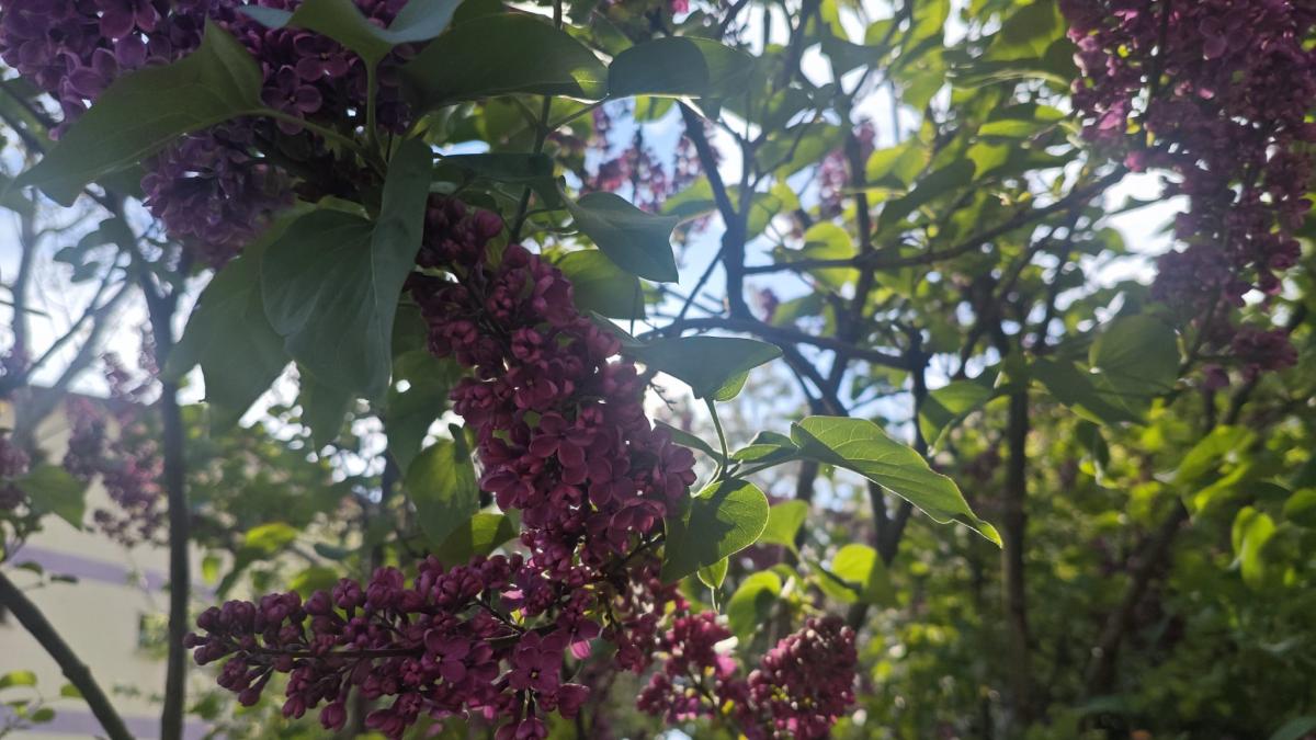 Horoscop mai 2026: Luna Florilor și influența asupra Taurului, Scorpionului și Vărsătorului