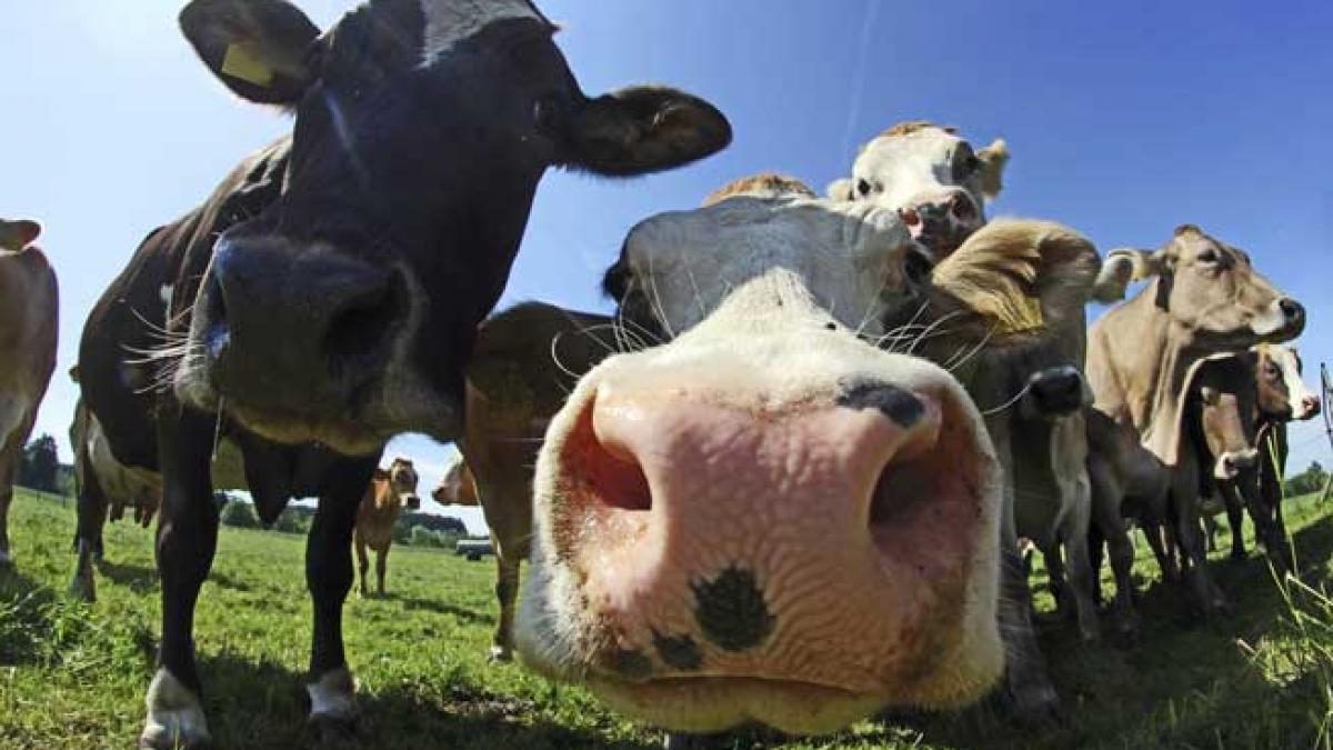 Dispar vacile peste noapte! Germania, lovită de furturi misterioase din ferme