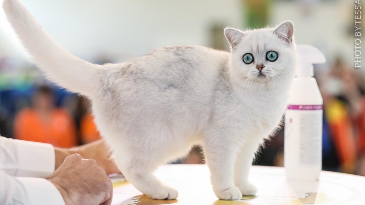 Performanță spectaculoasă pentru România: pisicile campioane cuceresc Europa, iar o felină de pe stradă devine star internațional