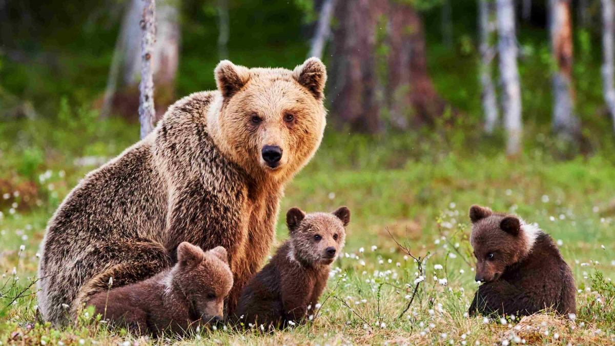 Alertă maximă în Harghita: Localnicii, avertizați prin RO-ALERT de prezența urșilor lângă locuințe