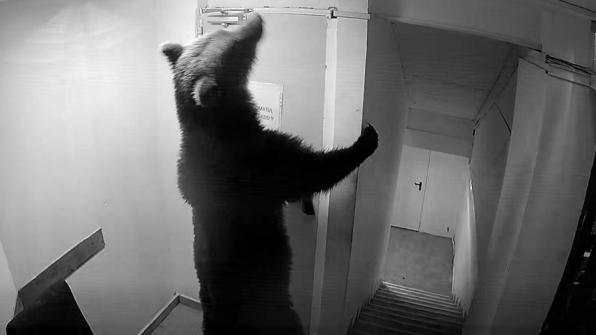 urs intrat hotel poiana brasov 112 ursul nu este o urgenta