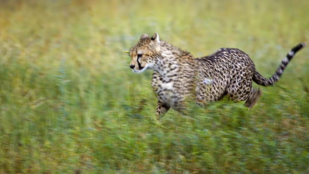 Ce felină ești, în funcție de data nașterii?