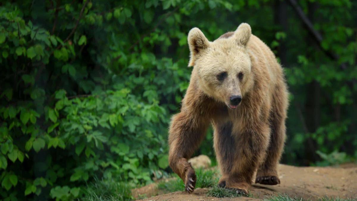 Mesaj RO-Alert emis de urgență în Hunedoara, după ce un urs a intrat în zonele locuite