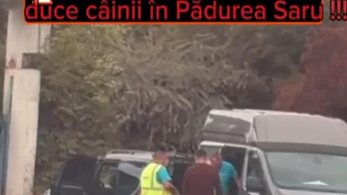 caini capturati slatina dusi padure saru