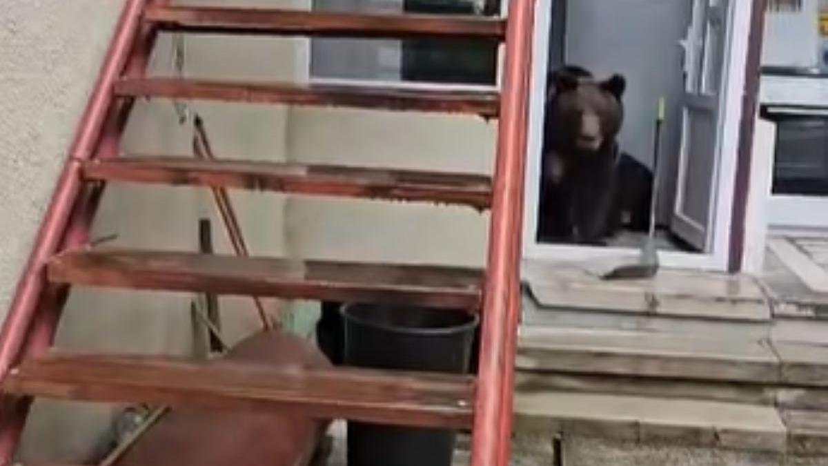 ursoaica impuscata busteni intrat doua ori astazi casa locuitori