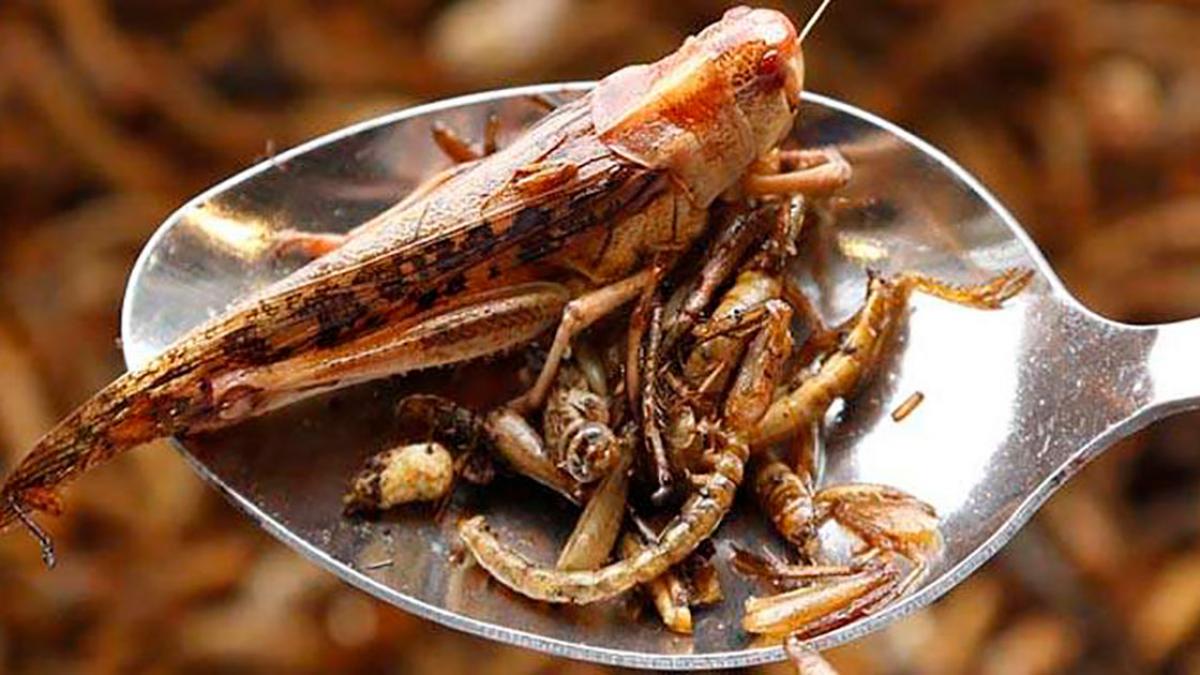 Alimentele pe bază de insecte câștigă teren. Cum reacționează consumatorii?