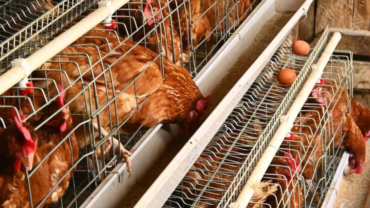 Comisia Europeană pregătește eliminarea cuștilor pentru găini