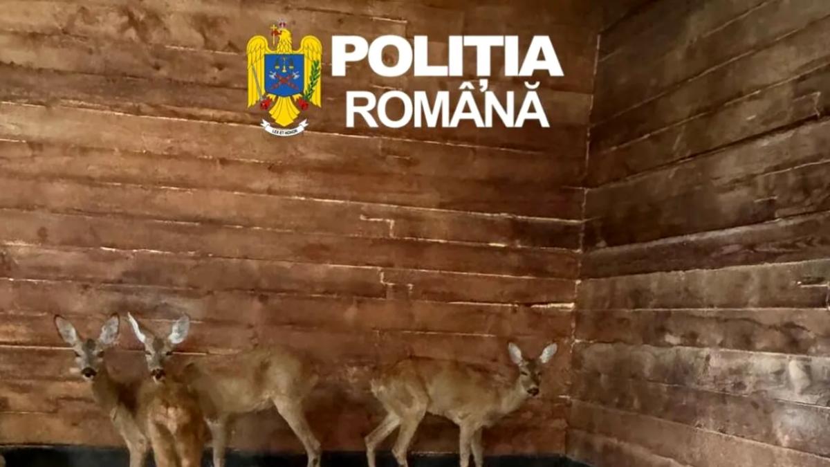 Două căprioare captive, salvate în ultima clipă de polițiști în Sibiu