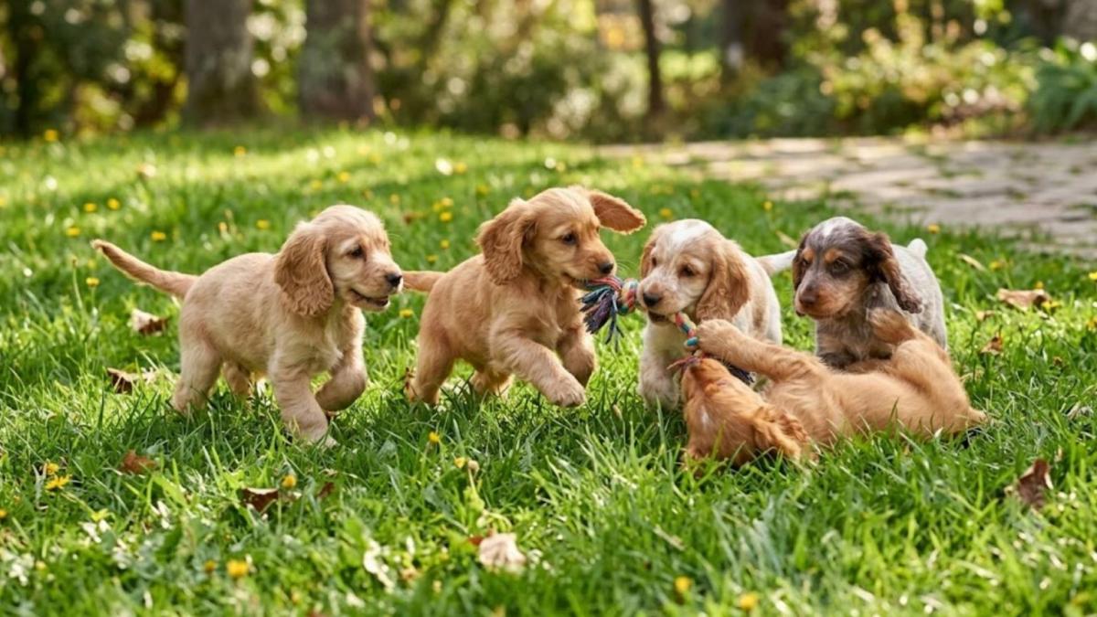 Ce trebuie să verifici înainte de a cumpăra un pui cu pedigree