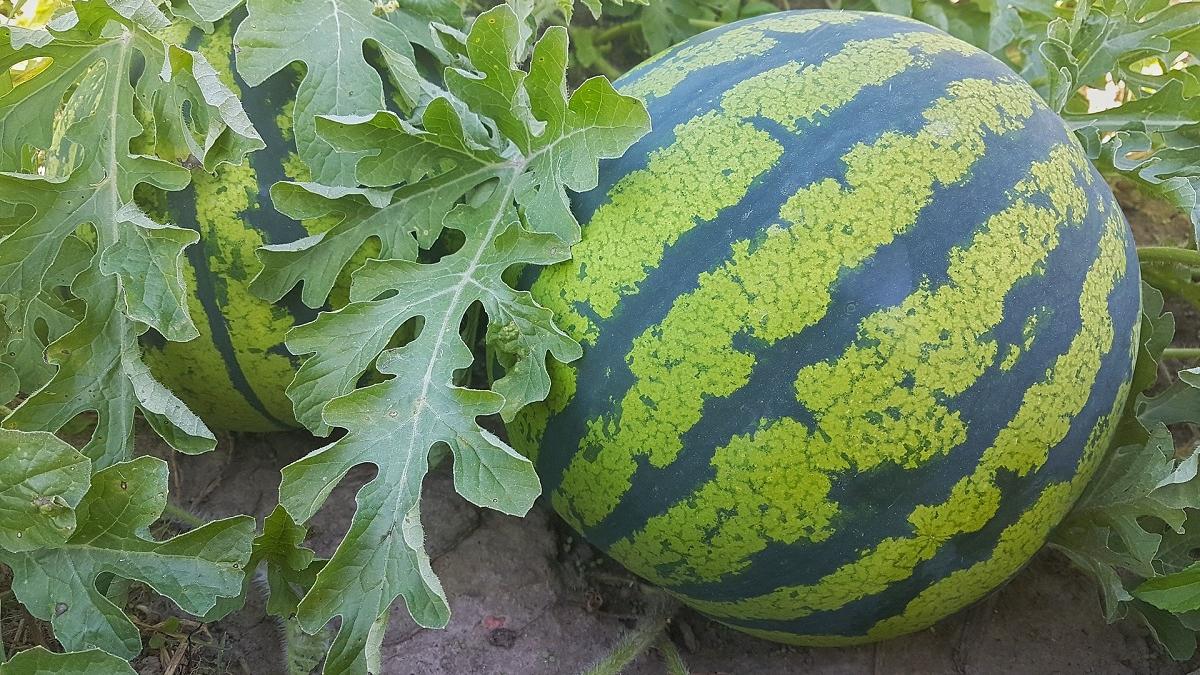 Pepenii de Dăbuleni, recoltă bogată, prețuri mici: „Vindem sub costul de producție”