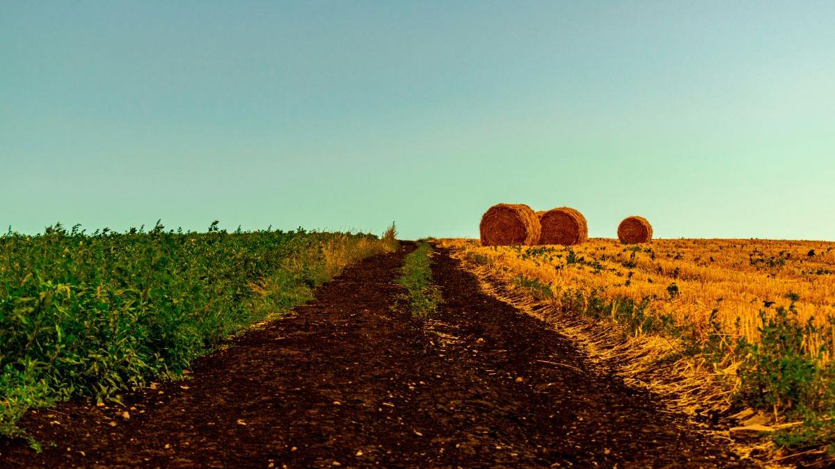 Agricultura României, afectată de secetă și lipsa irigațiilor. Ce culturi rezistă cel mai bine schimbărilor climatice