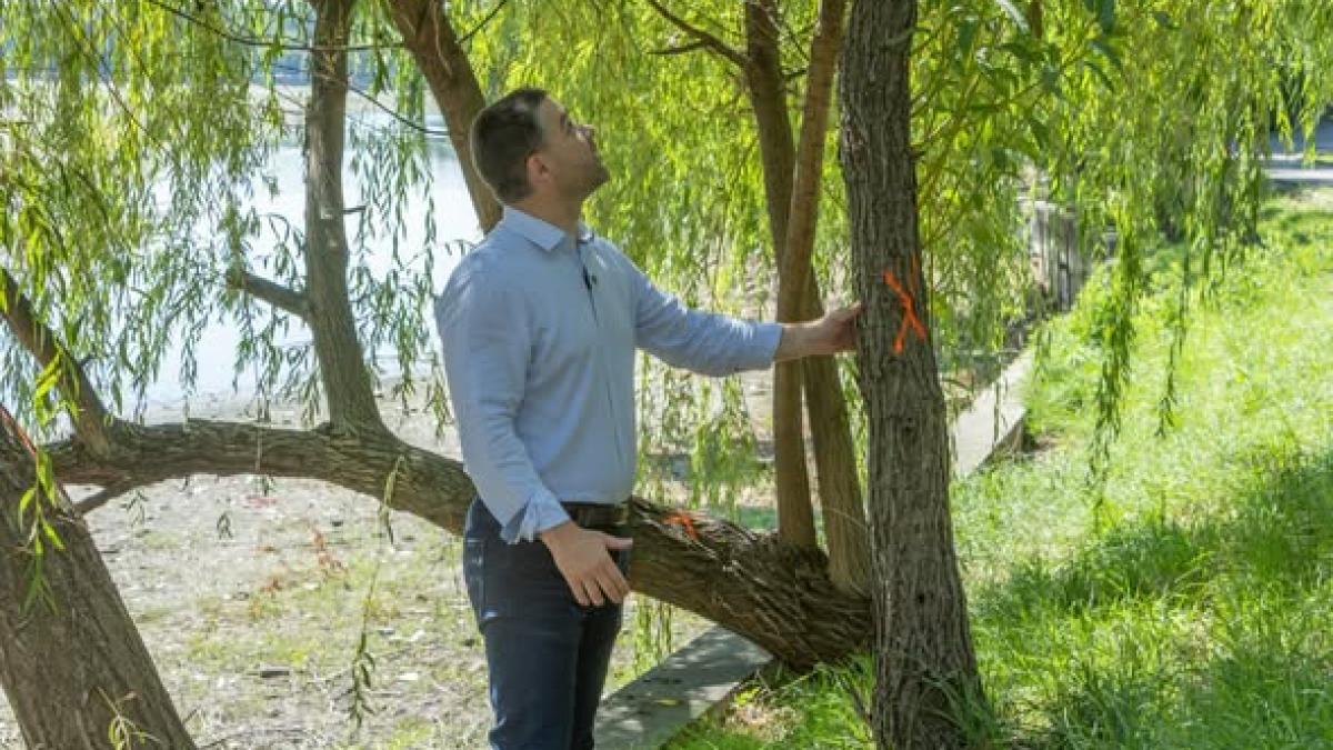 Ciprian Ciucu intervine în problema parcurilor din București: Strategia de ultimă oră pentru copacii de pe malul lacului Herăstrău