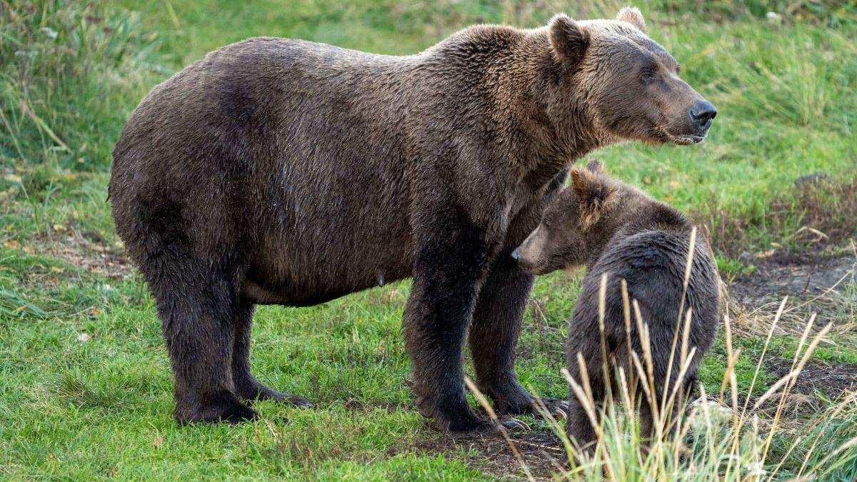 Șase urși au blocat un traseu montan din Harghita. Nouă turiști, printre care trei copii, salvați de jandarmii montani