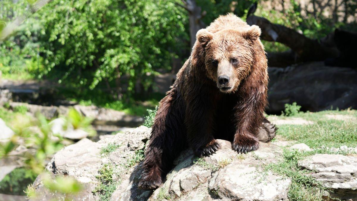 Au trecut 20 de ani de la revenirea ursului în Elveția. De ce nu a reușit încă să se stabilească definitiv