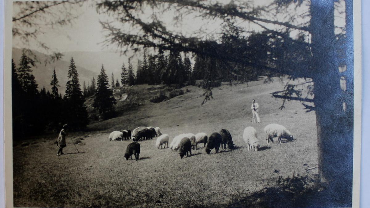 De unde s-a tras în limba română cuvântul oaie? Dar verbul a dezmierda?