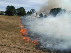 Tulcea. Patru hectare de viță de vie și vegetație uscată, afectate de un incendiu